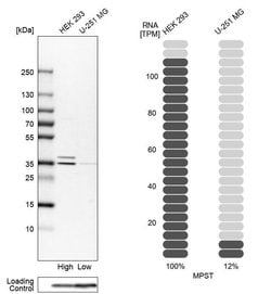 Invitrogen MPST Polyclonal Antibody 100 &mu;L; Unconjugated:Antibodies,