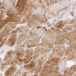 Invitrogen Cytochrome C1 Polyclonal Antibody 100 &mu;L; Unconjugated:Antikörper
