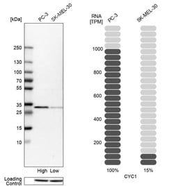 Invitrogen Cytochrome C1 Polyclonal Antibody 100 &mu;L; Unconjugated:Antikörper