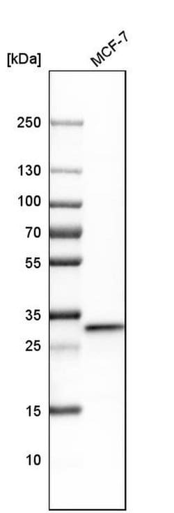 Invitrogen Cytochrome C1 Polyclonal Antibody 100 &mu;L; Unconjugated:Antikörper