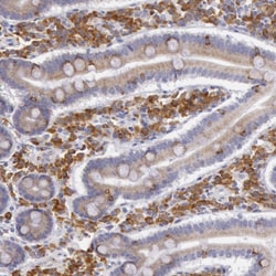 Invitrogen CIDEB Polyclonal Antibody 100 &mu;L; Unconjugated:Antibodies,