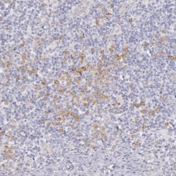 Invitrogen CIDEB Polyclonal Antibody 100 &mu;L; Unconjugated:Antibodies,