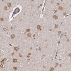 Invitrogen NMT2 Polyclonal Antibody 100 &mu;L; Unconjugated:Antibodies,