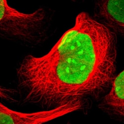 Invitrogen PC4 Polyclonal Antibody 100 &mu;L; Unconjugated:Antibodies,