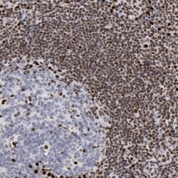 Invitrogen PC4 Polyclonal Antibody 100 &mu;L; Unconjugated:Antibodies,