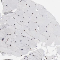 Invitrogen PC4 Polyclonal Antibody 100 &mu;L; Unconjugated:Antibodies,