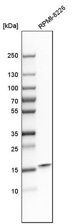 Invitrogen PC4 Polyclonal Antibody 100 &mu;L; Unconjugated:Antibodies,