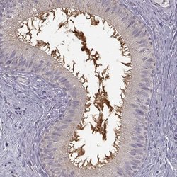 Invitrogen EDDM3B Polyclonal Antibody 100 &mu;L; Unconjugated:Antibodies,