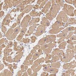 Invitrogen MYH6 Polyclonal Antibody 100 &mu;L; Unconjugated:Antibodies,