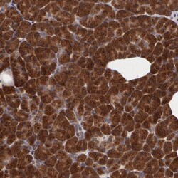 Invitrogen STX5 Polyclonal Antibody 100 &mu;L | Buy Online | Invitrogen&trade; | Fisher Scientific