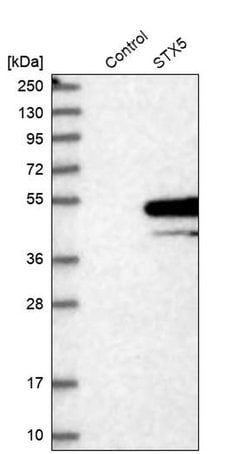 Invitrogen STX5 Polyclonal Antibody 100 &mu;L | Buy Online | Invitrogen&trade; | Fisher Scientific