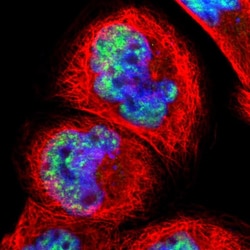 Invitrogen PNN Polyclonal Antibody 100 &mu;L; Unconjugated:Antibodies,