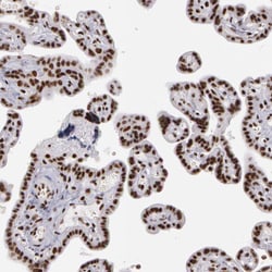 Invitrogen PNN Polyclonal Antibody 100 &mu;L; Unconjugated:Antibodies,