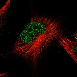 Invitrogen ATG2B Polyclonal Antibody 100 &mu;L; Unconjugated:Antibodies,