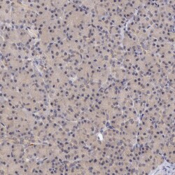 Invitrogen ATG2B Polyclonal Antibody 100 &mu;L; Unconjugated:Antibodies,