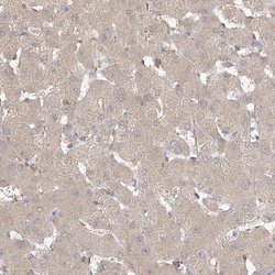 Invitrogen VSIG1 Polyclonal Antibody 100 &mu;L; Unconjugated:Antibodies,