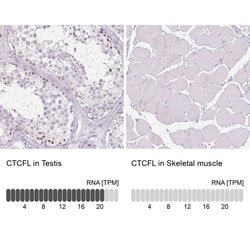 Invitrogen CTCFL Polyclonal Antibody 100 &mu;L; Unconjugated:Antibodies,