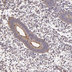 Invitrogen SYTL4 Polyclonal Antibody 100 &mu;L; Unconjugated:Antibodies,