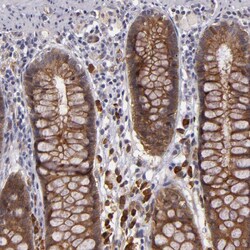 Invitrogen SYTL4 Polyclonal Antibody 100 &mu;L; Unconjugated:Antibodies,