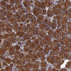 Invitrogen SYTL4 Polyclonal Antibody 100 &mu;L; Unconjugated:Antibodies,