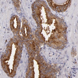 Invitrogen SYTL4 Polyclonal Antibody 100 &mu;L; Unconjugated:Antibodies,