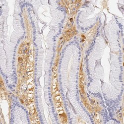 Invitrogen Fetuin A Polyclonal Antibody 100 &mu;L; Unconjugated:Antibodies,