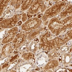 Invitrogen Fetuin A Polyclonal Antibody 100 &mu;L; Unconjugated:Antibodies,
