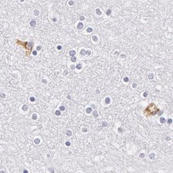 Invitrogen Fetuin A Polyclonal Antibody 100 &mu;L; Unconjugated:Antibodies,