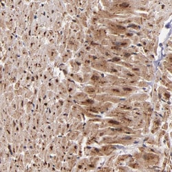 Invitrogen STX8 Polyclonal Antibody 100 &mu;L; Unconjugated:Antibodies,