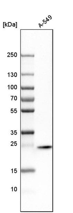 Invitrogen STX8 Polyclonal Antibody 100 &mu;L; Unconjugated:Antibodies,