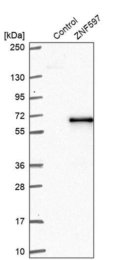 Invitrogen ZNF597 Polyclonal Antibody 100 &mu;L; Unconjugated:Antibodies,