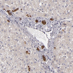 EFS Polyclonal Antibody:Antibodies, Polyclonal