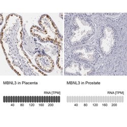 Invitrogen MBNL3 Polyclonal Antibody 100 &mu;L; Unconjugated:Antibodies,