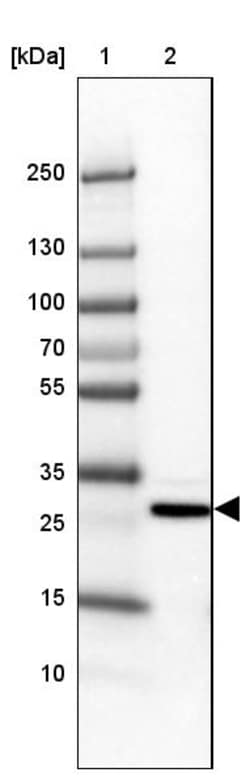 Invitrogen MBNL3 Polyclonal Antibody 100 &mu;L; Unconjugated:Antibodies,
