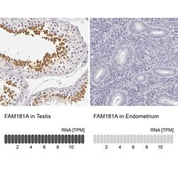 Invitrogen FAM181A Polyclonal Antibody 100 &mu;L; Unconjugated:Antibodies,