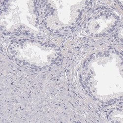 Invitrogen FAM181A Polyclonal Antibody 100 &mu;L; Unconjugated:Antibodies,