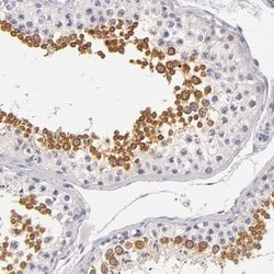 Invitrogen FAM181A Polyclonal Antibody 100 &mu;L; Unconjugated:Antibodies,