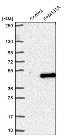Invitrogen FAM181A Polyclonal Antibody 100 &mu;L; Unconjugated:Antibodies,