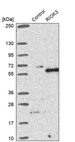 RIOK3 Polyclonal Antibody:Antibodies, Polyclonal