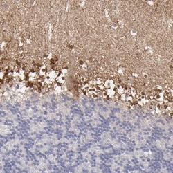 Invitrogen SEMA3G Polyclonal Antibody 100 &mu;L; Unconjugated:Antibodies,