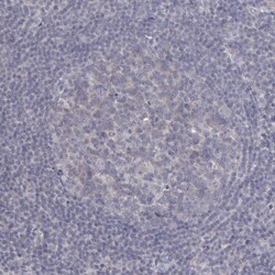 Invitrogen SEMA3G Polyclonal Antibody 100 &mu;L; Unconjugated:Antibodies,