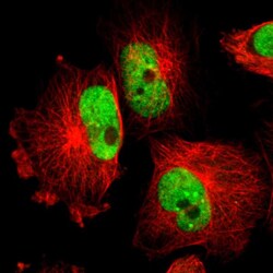 Invitrogen PAPOLA Polyclonal Antibody 100 &mu;L; Unconjugated:Antibodies,