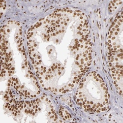 Invitrogen PAPOLA Polyclonal Antibody 100 &mu;L; Unconjugated:Antibodies,