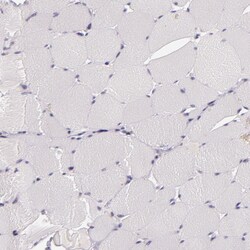 Invitrogen C14orf37 Polyclonal Antibody 100 &mu;L; Unconjugated:Antibodies,