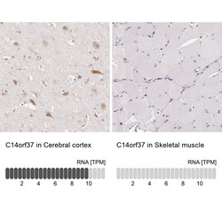 Invitrogen C14orf37 Polyclonal Antibody 100 &mu;L; Unconjugated:Antibodies,