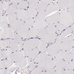 Invitrogen C14orf37 Polyclonal Antibody 100 &mu;L; Unconjugated:Antibodies,