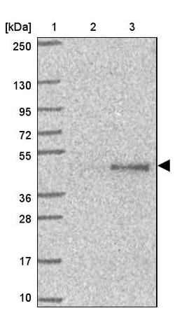 Invitrogen SAV1 Polyclonal Antibody 100 &mu;L; Unconjugated:Antibodies,