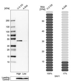 Invitrogen SAV1 Polyclonal Antibody 100 &mu;L; Unconjugated:Antibodies,