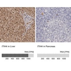 Invitrogen ITIH4 Polyclonal Antibody 100 &mu;L; Unconjugated:Antibodies,