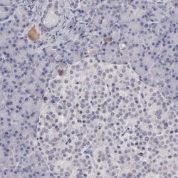 Invitrogen ITIH4 Polyclonal Antibody 100 &mu;L; Unconjugated:Antibodies,